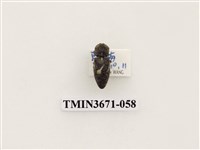 藏品(叩頭蟲(2))的圖片